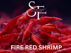 20 2 Fire Red Cherry - Freshwater Neocaridina Aquarium Shrimp  Live Guarantee