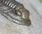 Trilobite Fossil  Cornuproetus Cornutus  From Morocco  1