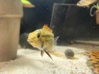 Red Apistogramma Cacatuoides    female     3 Quantity    Free Red Bristlenose Pleco