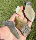 Fossil Megalodon Shark Tooth Lot Group Of Real Shark Teeth Fossils