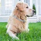 2x Collar For Small Dogs 18lbs 8 Months Protection Pet Prevention
