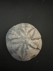 Fossilized Sea Urchin  echinoid      1 5    Specimen With Great Underside Detail