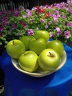 Artificial Faux Apple Fruit  Lot Of 10  Realistic Quality Green Granny Smith