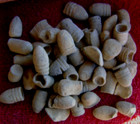  50  Civil War Fired Minie Balls Dug Central Virginia
