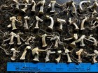 50 Excellent Small Naturally Dried Pumpkin Stems 1-1 2    To 2    Tall Velvet Crafts