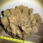 Extra Large Beautiful Natural Sea Sponge Salt Water Aquarium Showpiece