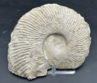 8 5    Texas Fossil Ammonite Oxytropidoceras Sp  Goodland Formation  Very Nice 