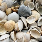 1 Lb Lot Seashells For Crafting Beach Decor Size 1-2    Atlantic Cockle Shells