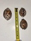 Lot Of 3 Spotted Cowrie Sea Shells  Approx 1 75-3 In  Natural Shell Lot