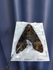  in U s  Death s Head Hawk Moth      Real Insect Specimen   Taxidermy  White Skull