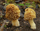 Morel Mushroom Planting Kit For Garden Or Mushroom Farm