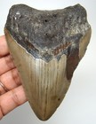 Megalodon Shark Tooth - 3 95    - Real Fossil Shark Teeth - No Repairs Natural