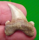 Auriculatus Shark Tooth Real Fossil -  Kazakhstan - Rare Natural Fossil 