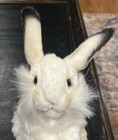 Nwt Hansa Plush Realistic Baby White Tailed Rabbit Bunny Portraits Of Nature