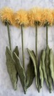 Cj Hendry Nyc Flower Market 3 0 Yellow Allium Stems  6 Pcs