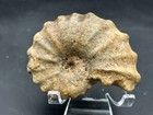 Rare  Very Nice 3 5    Texas Fossil Woodbine Ammonite conlinoceras Tarrantense 