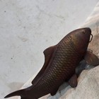 Antique Cast Iron Fish Decor - Vintage Collectible  Height 9 5cm