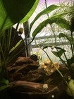 5 Baby Gold Mystery Snails  Pea-sized  Live Freshwater Aquarium Snails