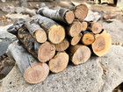 10 Lbs Apple Wood For Smoking Organic 1 3 d 5 8   l Sticks Logs Bbq Fire Grill Art