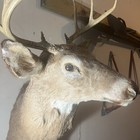 Whitetail Deer Head Shoulder Mount Taxidermy Cape Shed Antler Hunt Mule Rack