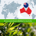 Bulk Tea Tree Oil - 100  Pure   Organic For Skin  Hair  And Scalp - By Diybeauty