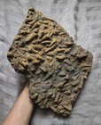 Very Rare Huge Colorful Plate Of Turritella Shell Fossils Gastropod Maryland 