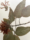 Antique Herbarium Pressed Botanical Specimen  1950s St  John s Bush 17  X 11 