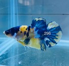 Betta Nemo Koi Male Multi Live Fish Usa High Quality  296