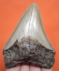 Megalodon Shark Tooth - Real Fossil - 3 55 - Shark Teeth - No Repairs Megladone 