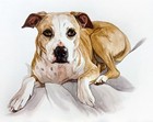 Custom Pet Portrait From Your Photo Watercolor 8x10 Inch Size Gift