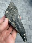 Huge Megalodon Shark Tooth Half Over 5 Inches South Carolina No Repair