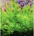 Rotala Nanjenshan Bundle Stem Freshwater Live Aquarium Plant