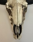 Replica Steer Skull Large Resin Wall Decor 19 5  X 11 5  New
