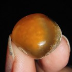 003  Sea Shell Mollusca  Rare Agatized Clam Fossil  From Java  Indonesia  16mm