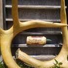 Doe Grunt Deer Call Cedar Wood Vintage Inspired Primitive Hunting Gear Unique 