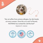 Cat Itchy Skin Relief   Hair Loss Treatment