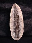 This Is A Nice  Big Crenulopteris Acadica  One Half Of The Fossil Has Been Brush