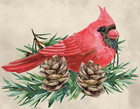 Watercolor Cardinal Note Cards 4 Designs Blank Inside 12 24 Pack W  Envelopes