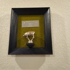 Vintage Mcm 1972 Weld County Fair Yorkshire Pig Champion Framed Trophy