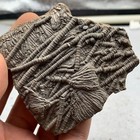 84 Grams Of Fossils Of Crinoid From The Guanling Biota In Guizhou