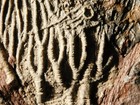 430 Million Year Old  Crinoid Fossil Or Sea Lily Fossil Morocco 505gr