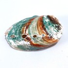 2pcs Abalone Green Haliotis Natural Polished Seashell 6-7cm Color Random