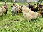 12  Rainbow Chicken Hatching Assortment Ameraucana  Faverolles  Marans  Ee   Oe