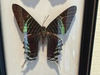 Beautiful Vintage Brazilian Butterfly Display 3 Real Specimens 12    X 5   