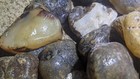 Buy 25 Lbs Rough Montana Agate Get 2 Lbs Free Large Size Tumbling Higher Grade 