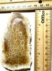 Agatized Fossil Coral