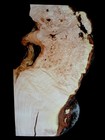 Xl Hardwood Curly Birdseye Maple Burlwood Blank  Figured Maple Burl Turning Wood