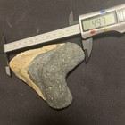4 97 Inch Real Megalodon Shark Tooth Fossil  Genuine Prehistoric Meg Teeth  0089