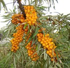Sea Buckthorn  Hippophae Rhamnoides  Shrub Seeds  edible  Hardy  Easy 