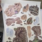1984 Smokey The Bear Leave A Good Impression Animal Tracks Poster Usda 20    X 30   